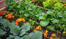Vente de plants bio potager, plantes aromatiques et fleurs