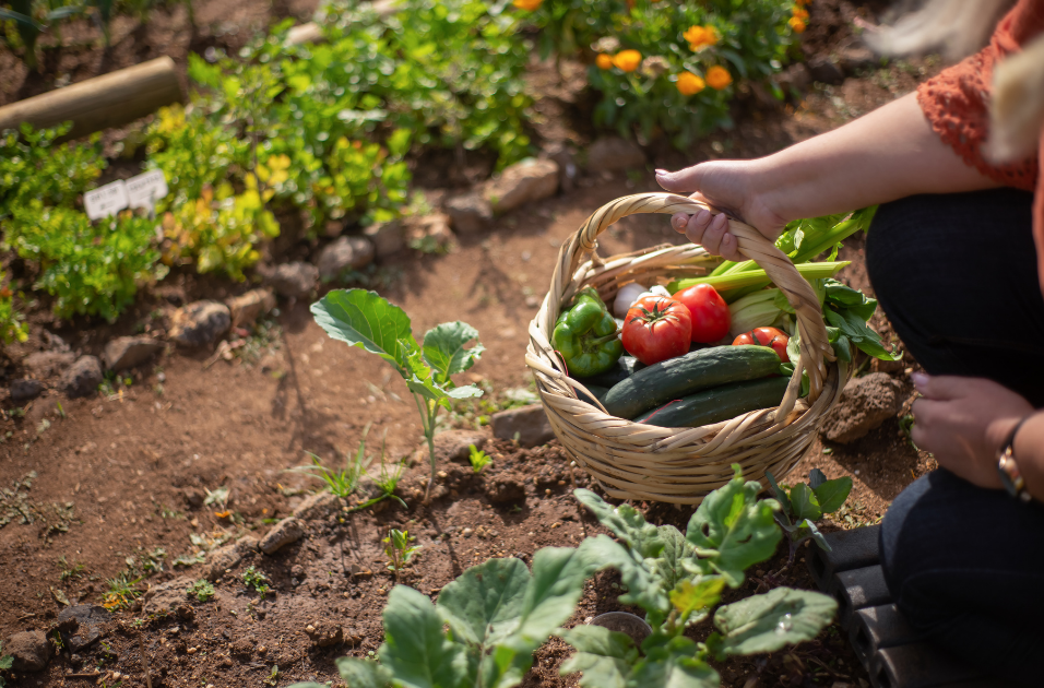 Panier de legumes dans le champ